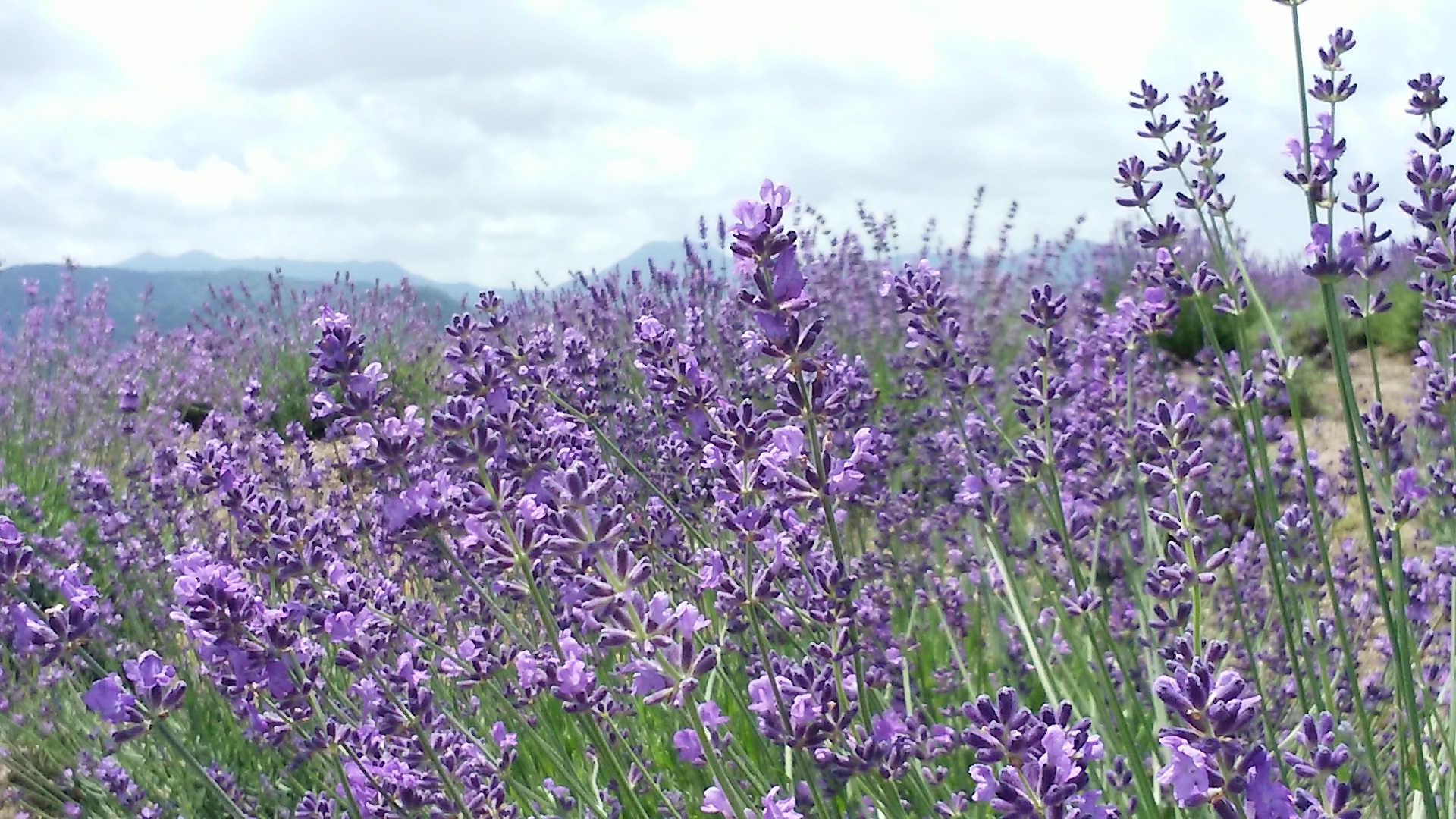 ご確認ページ⭐︎糸魚川ラベンダー ラベンダー（猪苗代ハーブ園） | 猪苗代観光協会【公式ホームページ】
